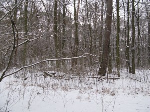 img_3103 img_3103