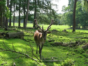 img_5081 img_5081