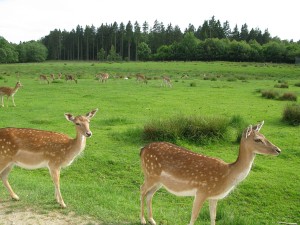 img_5108 img_5108