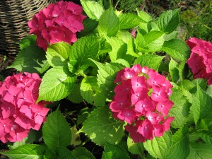img_5736 img_5736
