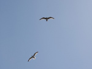 IMG_3948 IMG_3948