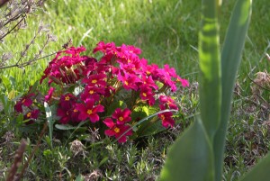 IMG_4037 IMG_4037