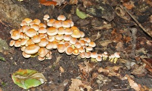 IMG_6473
