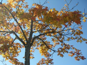 IMGP0347