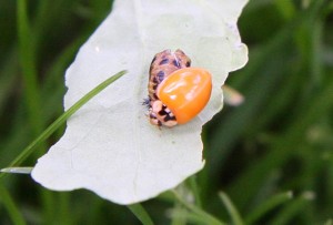 IMG_9293