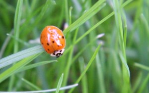 IMG_9296