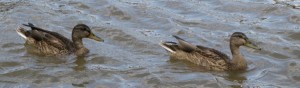 img_5931